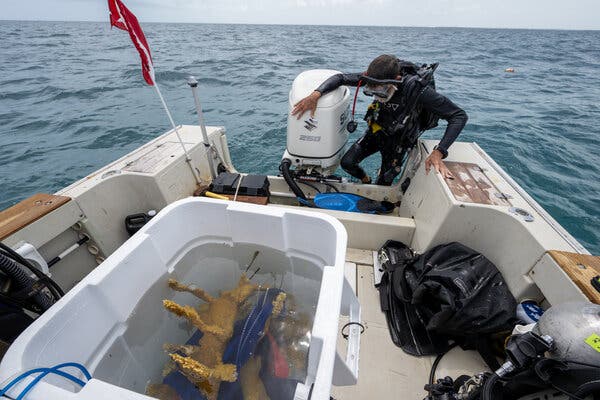 A diver in a black scuba suit climbing into the back of a power boat. A bin of coral is visible in the middle of the boat. 